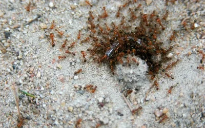 Home Remedies for Fire Ant Bites | How to Keep Yourself Safe