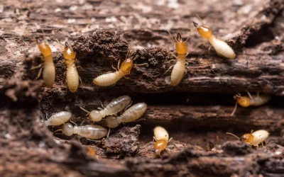 Carpenter Ants vs. Termites: Understanding Insect Home Damage
